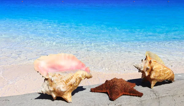 Muscheln Und Türkisfarbenes Karibisches Wasser — Stockfoto