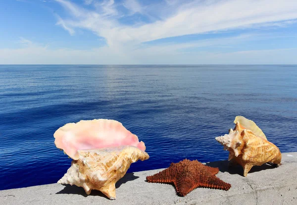 Estrellas Mar Conchas Marinas Aguas Profundas Del Océano Azul Fondo —  Fotos de Stock