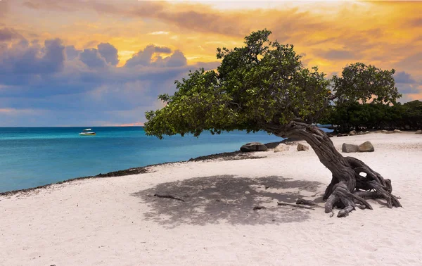 Sunset Beach Aruba — Stok fotoğraf