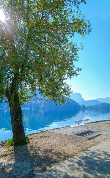 Árbol y banco blanco junto al lago Bled, Eslovenia — Foto de Stock