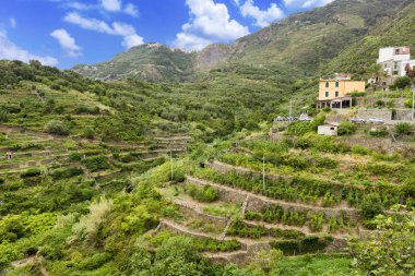 İtalyan sahilinde üzüm bağı, Cinque Terre, Liguria