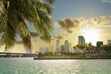 Palmiye dalı. Arka planda Miami var.