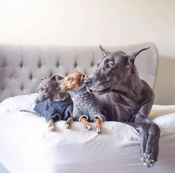 Evcil köpek cinsi Canis (köpek), kurt gibi canids bir parçası nı oluşturan bir üyesidir ve en yaygın olarak bol karasal etobur.