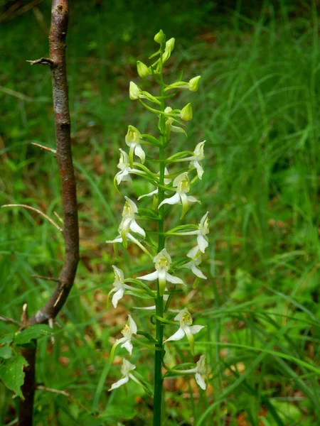 Primo Piano Del Orchidea Minore Della Farfalla Plantanthera Bifolia — Foto Stock