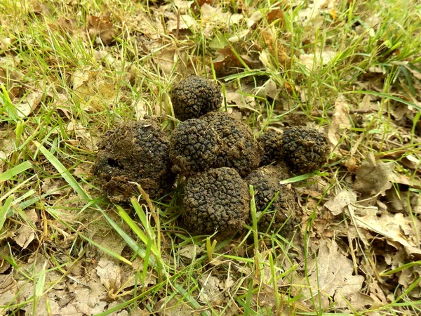 Perigord Sommertrüffel Tuber Aestivum Bekannt Als Schwarzer Diamant Wurde Gerade — Stockfoto