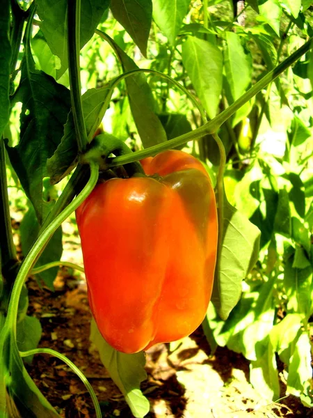 Close Ripe Orange Bell Pepper Starting Turn Red — Stock Photo, Image