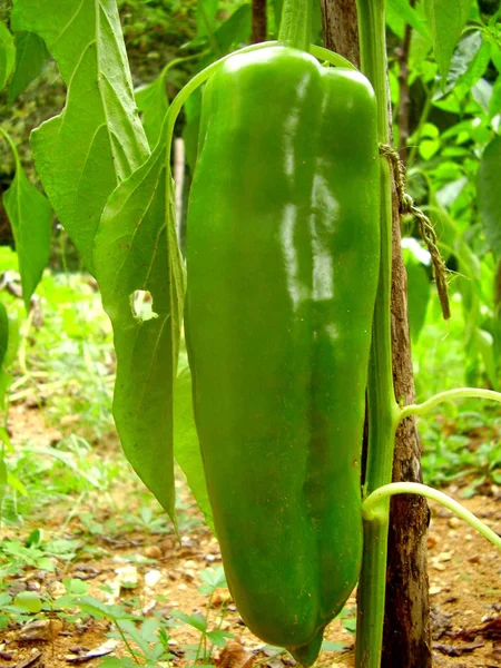 Close Van Een Rijping Lange Groene Peper — Stockfoto