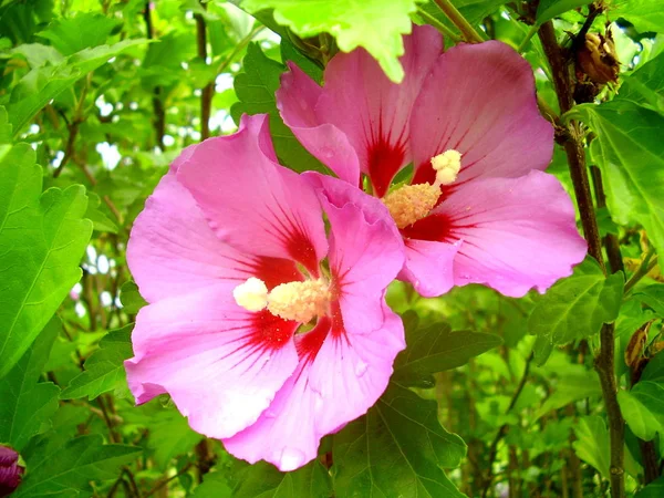 Hibiszkusz Virágok Egy Teljesen Kifejlett Bibe Közelről — Stock Fotó