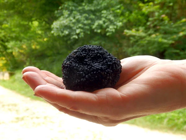 Een Grote Perigord Truffel Bekend Als Black Diamond Vastgehouden Een — Stockfoto