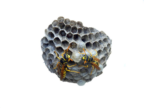 Close up of a wasp nest isolated on a white background, showing the eggs and larvae being cared for by adult wasps