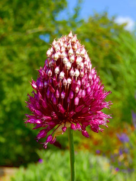 Крупним Планом Фіолетова Голова Квітучого Спіроцефалону Allium — стокове фото