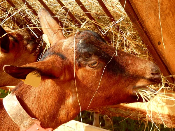 Ziegenfütterung Aus Einem Heutrog Bei Einer Bauernmesse — Stockfoto