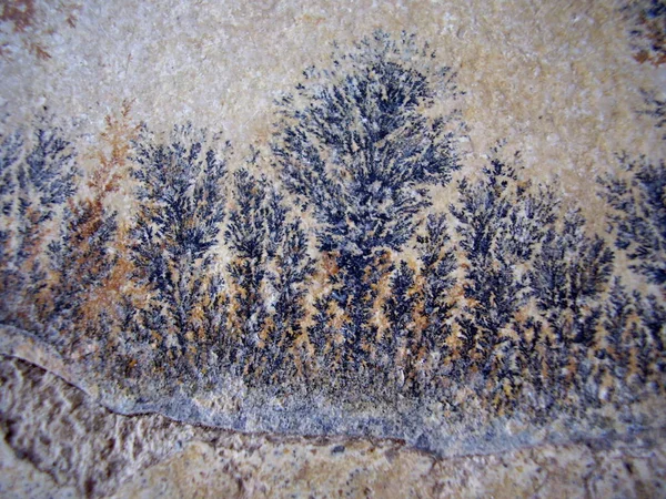 关门的化石蕨类植物石化在一块石板 — 图库照片