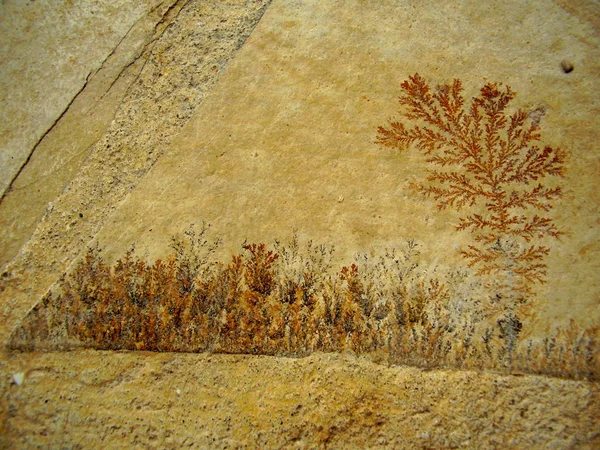 Close up of fossil ferns petrified in a stone slab