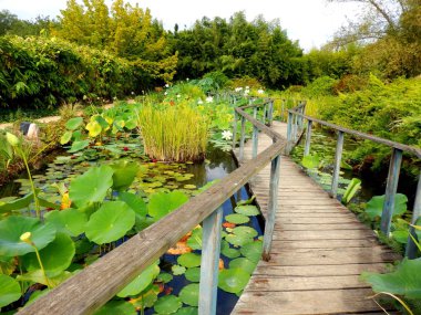 Lily pond su üzerinde kıvrıla kıvrıla bir ahşap tahta ile