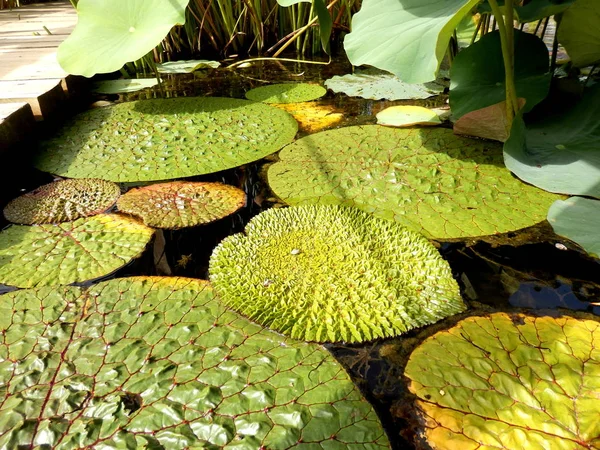 Close up of tropical lily pads showing the ridged and spiked surface