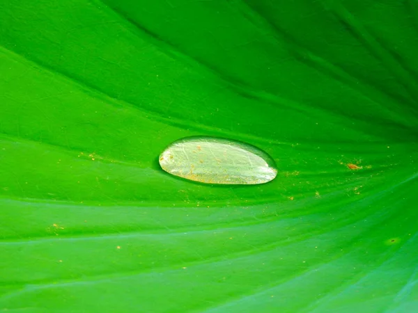 Close Water Drop Lily Pad — Stock Photo, Image