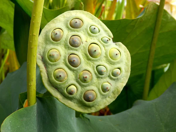 開発の様々 な段階で種を示す蓮の花の種子の頭のクローズ アップ 種子は 料理や薬用目的のため使用できます — ストック写真