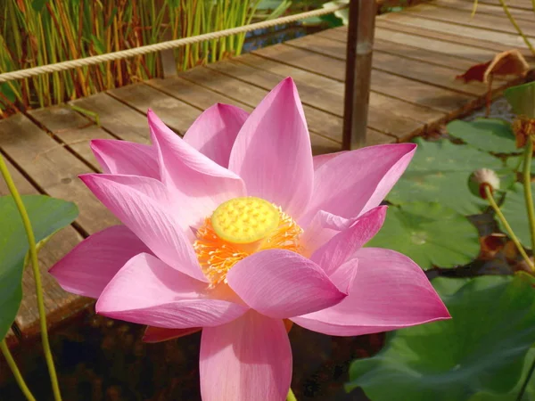 Цветок Лотоса Разновидность Первой Леди — стоковое фото