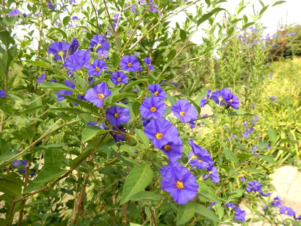 Canlı Bir Görüntü Sisyrinchium Angustifolium Çiçek — Stok fotoğraf