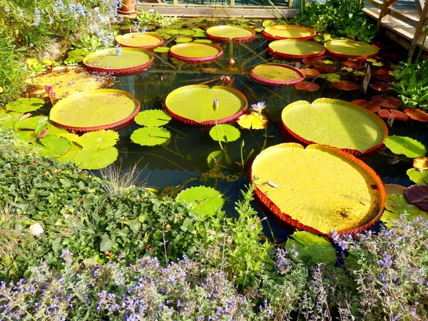 Close Water Lily Pad Variety Tropical Giant — Stock Photo, Image