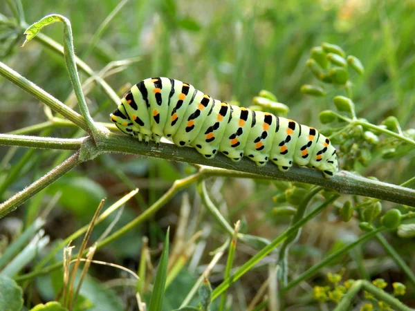 Крупный План Гусеницы Бабочки Papilio Machaon Питающейся Диким Пастернаком — стоковое фото