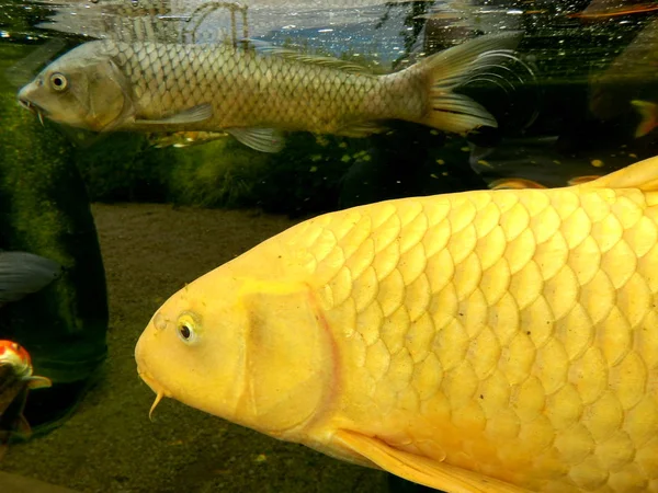 Shoal Koi Carp Cerca Cibo — Foto Stock