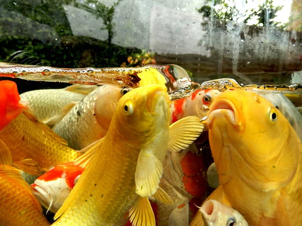 Shoal Koi Carp Cerca Cibo — Foto Stock