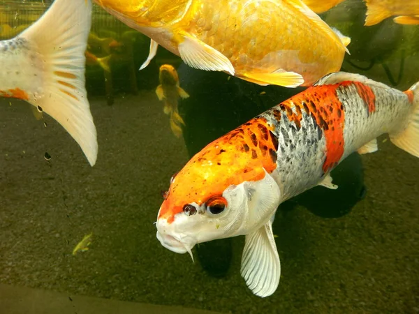 Shoal Koi Carp Procura Comida — Fotografia de Stock