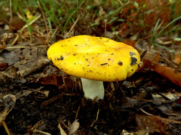 Κοντινό Πλάνο Του Yellow Gilled Russula Mushroom Russula Lutea — Φωτογραφία Αρχείου
