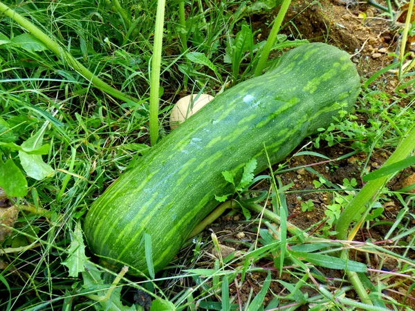 Close Van Een Pompoen Diverse Lange Napels Groeit Bovenkant Van — Stockfoto