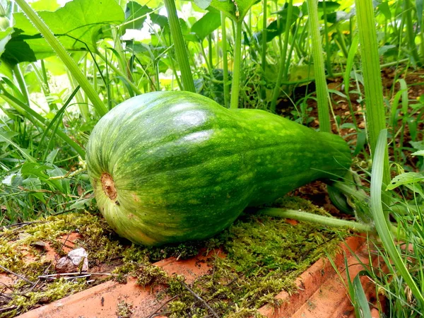 Primer Plano Una Calabaza Variedad Nápoles Largo —  Fotos de Stock