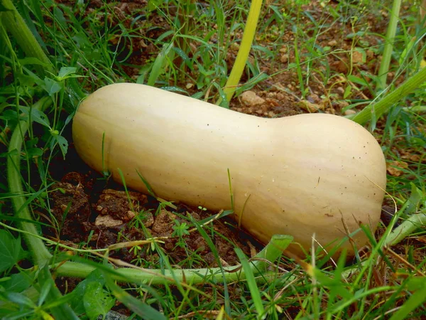 Butternut Squash Variety Hercules Growing Squash Patch — Stock Photo, Image