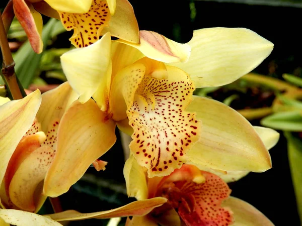 Close Uma Orquídea Cymbidium Amarela Pálida Com Labelo Salpicado Tirada — Fotografia de Stock