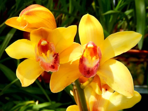 Gros Plan Une Orchidée Cymbidium Jaune Avec Labelle Rouge Prise — Photo