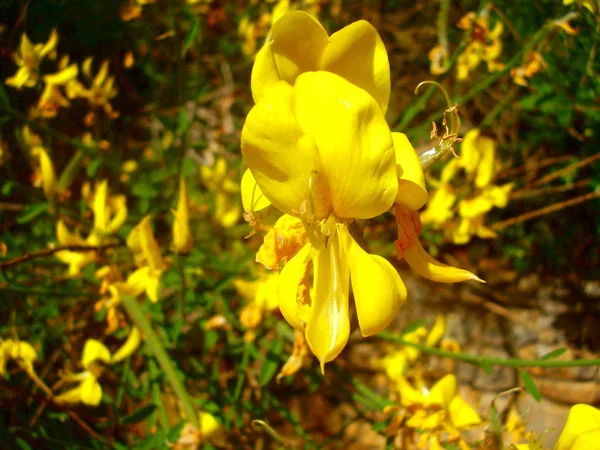 Gros Plan Jaune Vif Arbuste Balais Cytisus Scoparius Connu Sous — Photo