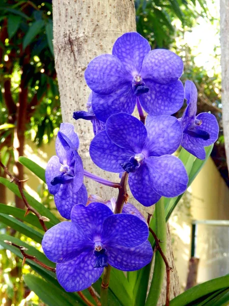 Närbild Blå Vanda Orchid Tagit Madeira — Stockfoto