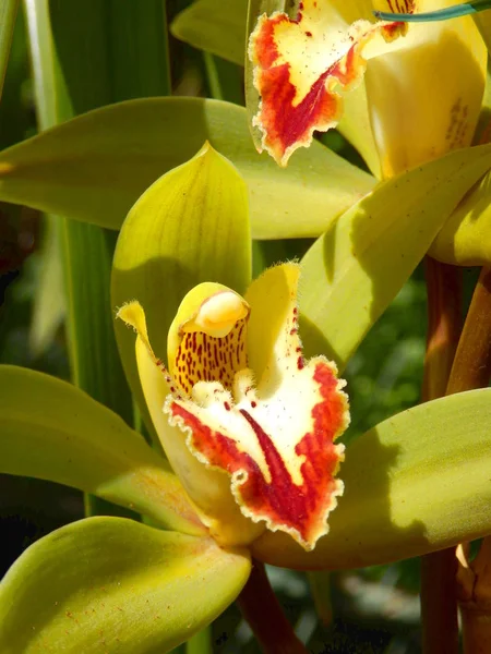 Närbild Grön Dendrobium Orkidé Tagit Madeira — Stockfoto