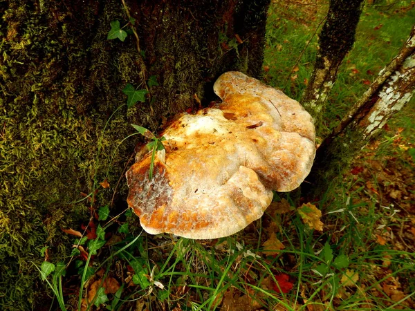 Egy Nagy Minta Ganoderma Applanatum Néven Ismert Művészek Orr Mert — Stock Fotó