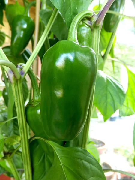 Close Ripening Green Pepper — Stock Photo, Image