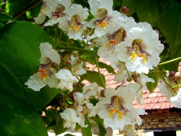 Gros Plan Fleurs Haricot Indien Catalpa Bignonioides — Photo