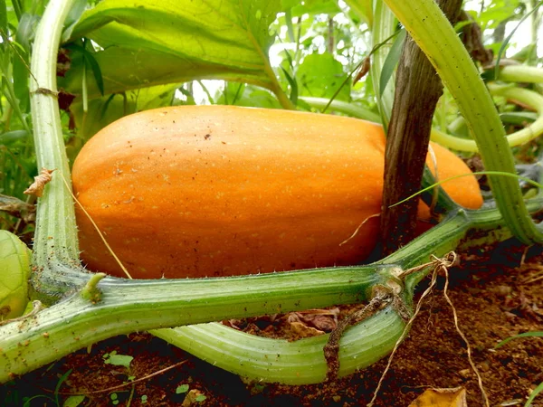 Close Van Een Oranje Squash Groeien Een Pompoen Patch — Stockfoto