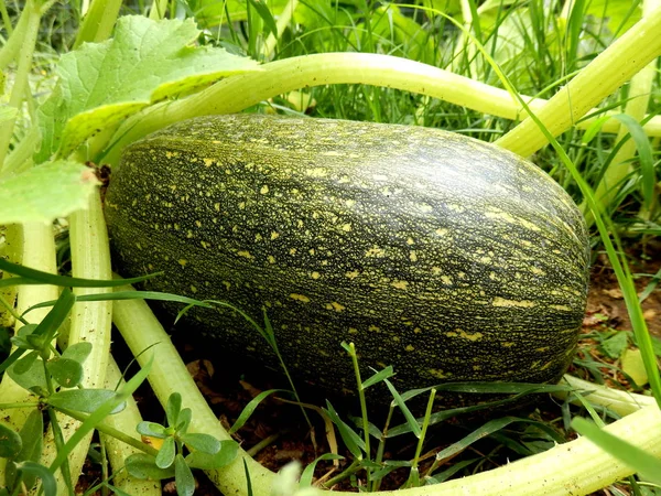 Close Van Een Groen Gestreepte Pompoen Groeien Een Pompoen Patch — Stockfoto