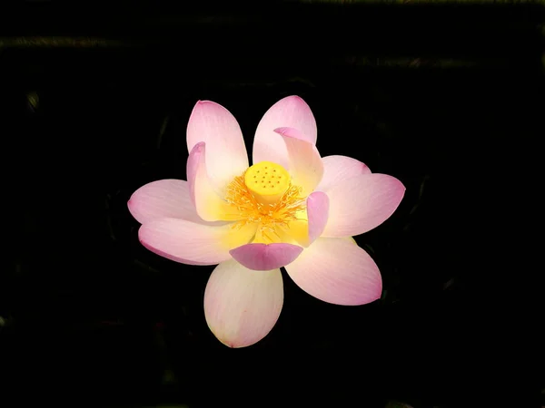 Цветок Лотоса Сорт Первая Леди Изолированный Черном Фоне — стоковое фото