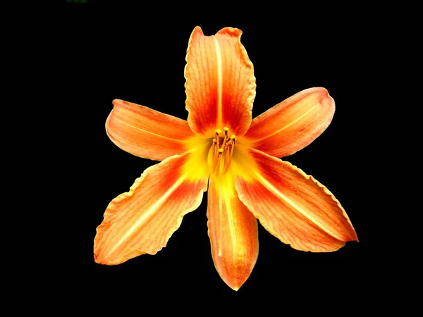 검은색에는 오렌지 타이거 나리속 Bulbiferum 클로즈업 — 스톡 사진