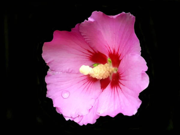 关闭一个粉红色的芙蓉花与一个完全发育的雌蕊设置在一个黑色的背景 — 图库照片