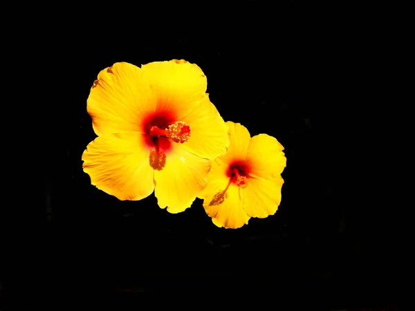 关闭在黑色背景上被隔离的黄色芙蓉花 — 图库照片