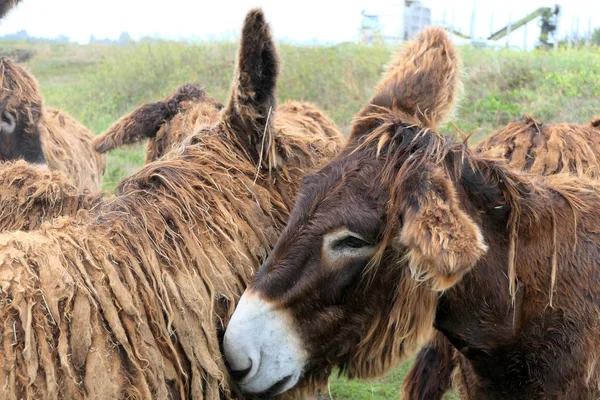 Des Ânes Ile Poitou Ont Été Employés Grande Partie Comme — Photo