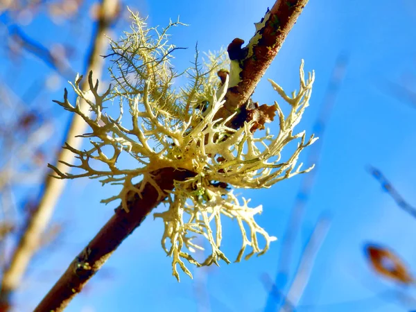 Närbild Renskölden Cladonia Rangiferina Hängande Från Gren — Stockfoto