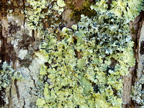 Крупный План Различных Типов Лишайников Сосуществующих Стволе Дерева — стоковое фото